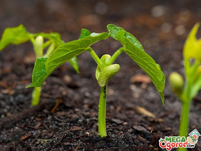Как выращивать фасоль: подготовка почвы, посадка семян и правильный уходдля большого урожая